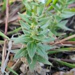 Draba incana Hoja