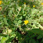 Anthyllis circinnata 花