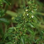 Capraria biflora Fiore