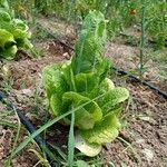 Lactuca sativa ഇല