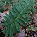 Polypodium vulgareBlad