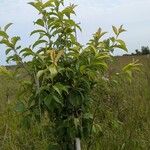 Prunus americana Blatt