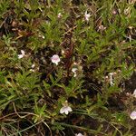 Veronica fruticulosa Habit