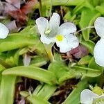 Pinguicula alpina Kwiat