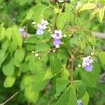 Vitex megapotamica Fiore