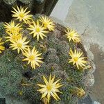 Mammillaria beneckei Flower