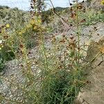 Cleome violacea Агульны выгляд