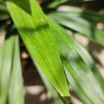 Pandanus amaryllifoliusЛіст