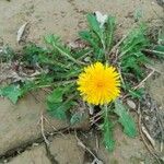 Taraxacum campylodesBlomma