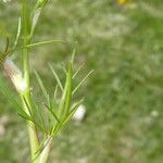 Seseli annuum Blatt