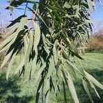 Eucalyptus parvula Hoja