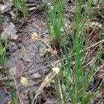 Carex stricta عادت