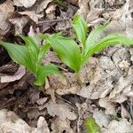 Polygonatum latifolium 葉