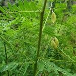 Astragalus penduliflorus പുറംതൊലി