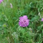 Knautia drymeiaЦвят