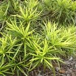 Podocarpus novae-caledoniae অভ্যাস