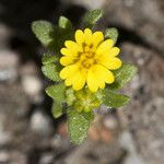 Hemizonella minima Flower