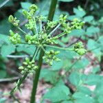 Ligusticum canadense موطن