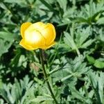 Trollius europaeus Blomst