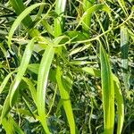 Nectandra angustifolia Листок