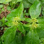 Euphorbia heterophylla Frugt