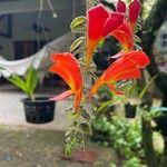 Columnea microphylla Flors