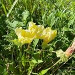 Oenothera triloba Кветка