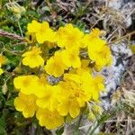 Helianthemum italicumЦвят