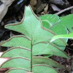 Lindsaea falcata Folha