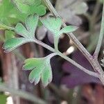 Fumaria muralis Foglia