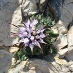 Physoplexis comosa 花
