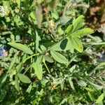 Trifolium alexandrinum Blad