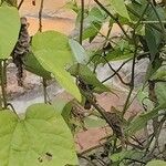 Passiflora capsularis Лист