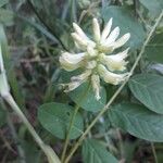 Astragalus glycyphyllos Kvet