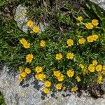 Potentilla aureaFlower