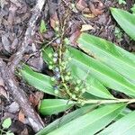 Alpinia caerulea Plod
