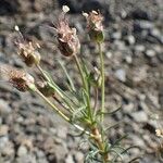 Plantago sempervirens Habit