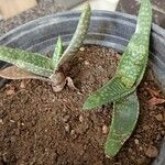 Aloe macrocarpa पत्ता