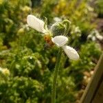 Blumenbachia hieronymi 花