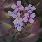 Aethionema saxatile Flor