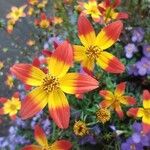 Bidens triplinervia Flor