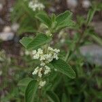 Lippia graveolens Flor