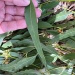 Eucalyptus tereticornis Leaf