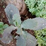 Kalanchoe pumila Hoja