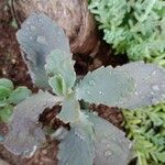 Kalanchoe pumila 葉