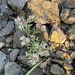 Sedum hispanicum Blatt