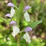 Galearis spectabilis Flower