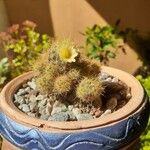 Mammillaria prolifera Листок