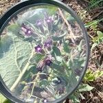 Anchusa undulata Fleur