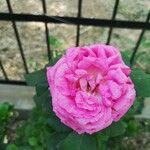 Rosa × damascena Blomst